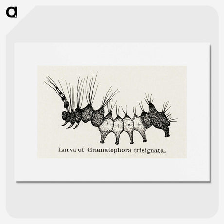 2-4_Moths-and-Butterflies-of-the-United-States_picture