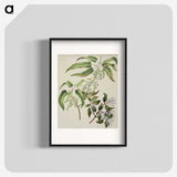 2-4_Native-Flowering-Plants-of-New-Zealand_blk