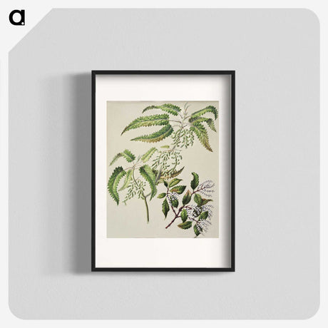 2-4_Native-Flowering-Plants-of-New-Zealand_blk