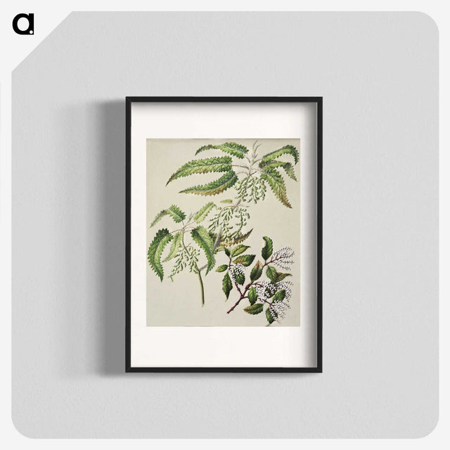 2-4_Native-Flowering-Plants-of-New-Zealand_blk