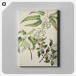 2-4_Native-Flowering-Plants-of-New-Zealand_canvas