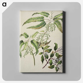2-4_Native-Flowering-Plants-of-New-Zealand_canvas