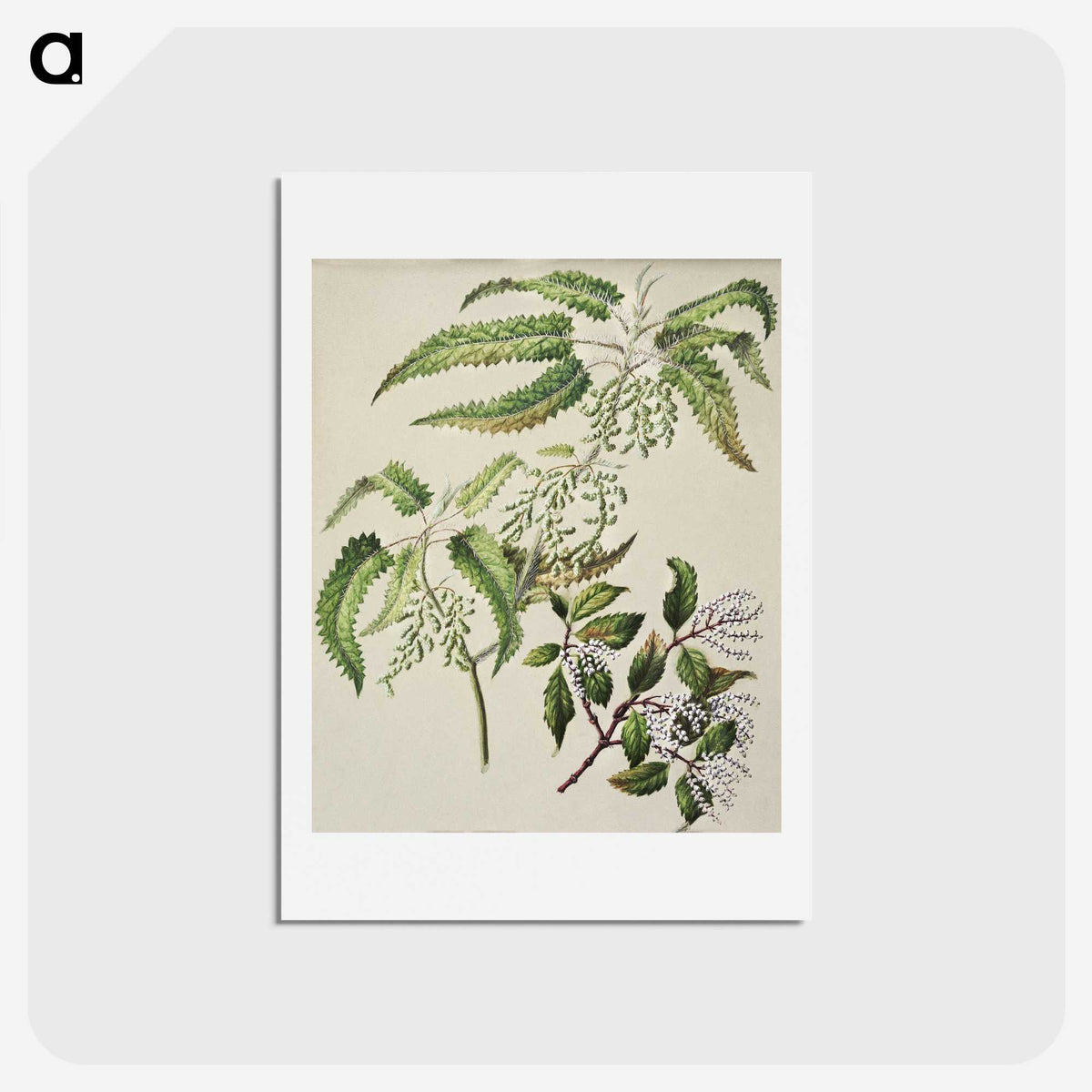 2-4_Native-Flowering-Plants-of-New-Zealand_hagaki