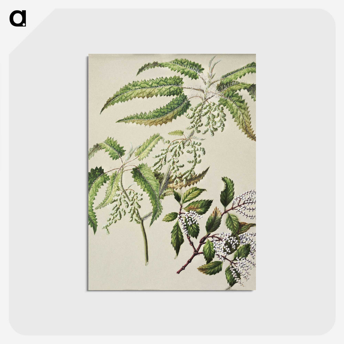 2-4_Native-Flowering-Plants-of-New-Zealand_postcard