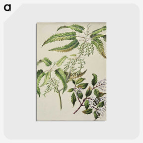 2-4_Native-Flowering-Plants-of-New-Zealand_postcard