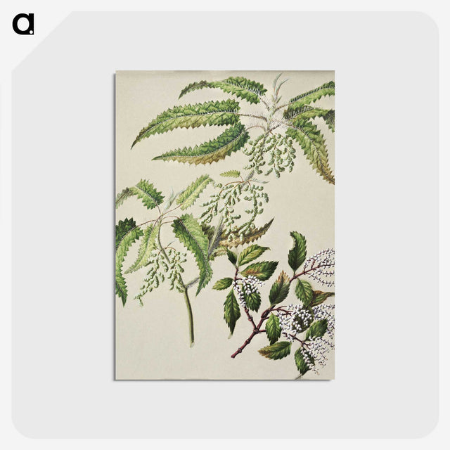 2-4_Native-Flowering-Plants-of-New-Zealand_postcard