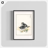 アートポスター-Black Brant Illustration
 - 鳥類図鑑 Poster.
