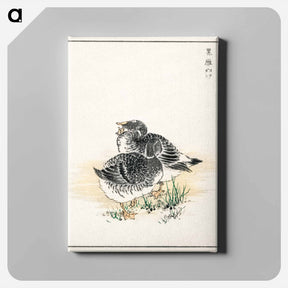 アートパネル-Black Brant Illustration
 - 鳥類図鑑 Canvas.