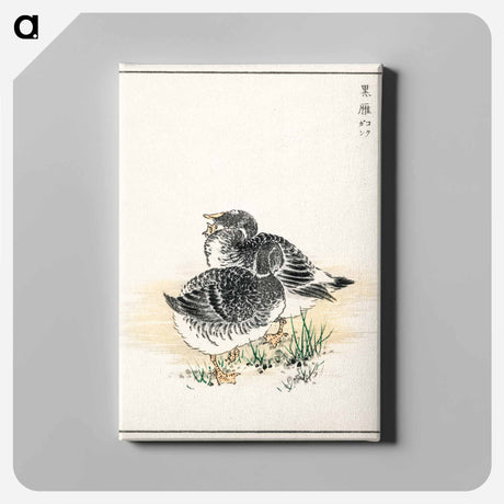アートパネル-Black Brant Illustration
 - 鳥類図鑑 Canvas.