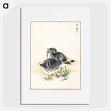 アートポスター-Black Brant Illustration
 - 鳥類図鑑 Poster.