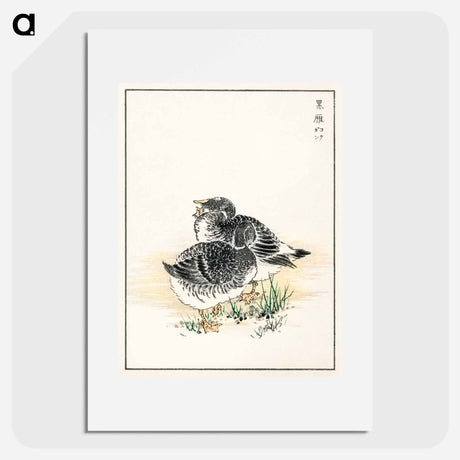 アートポスター-Black Brant Illustration
 - 鳥類図鑑 Poster.