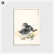 アートポストカード-Black Brant Illustration
 - 鳥類図鑑 Postcard.