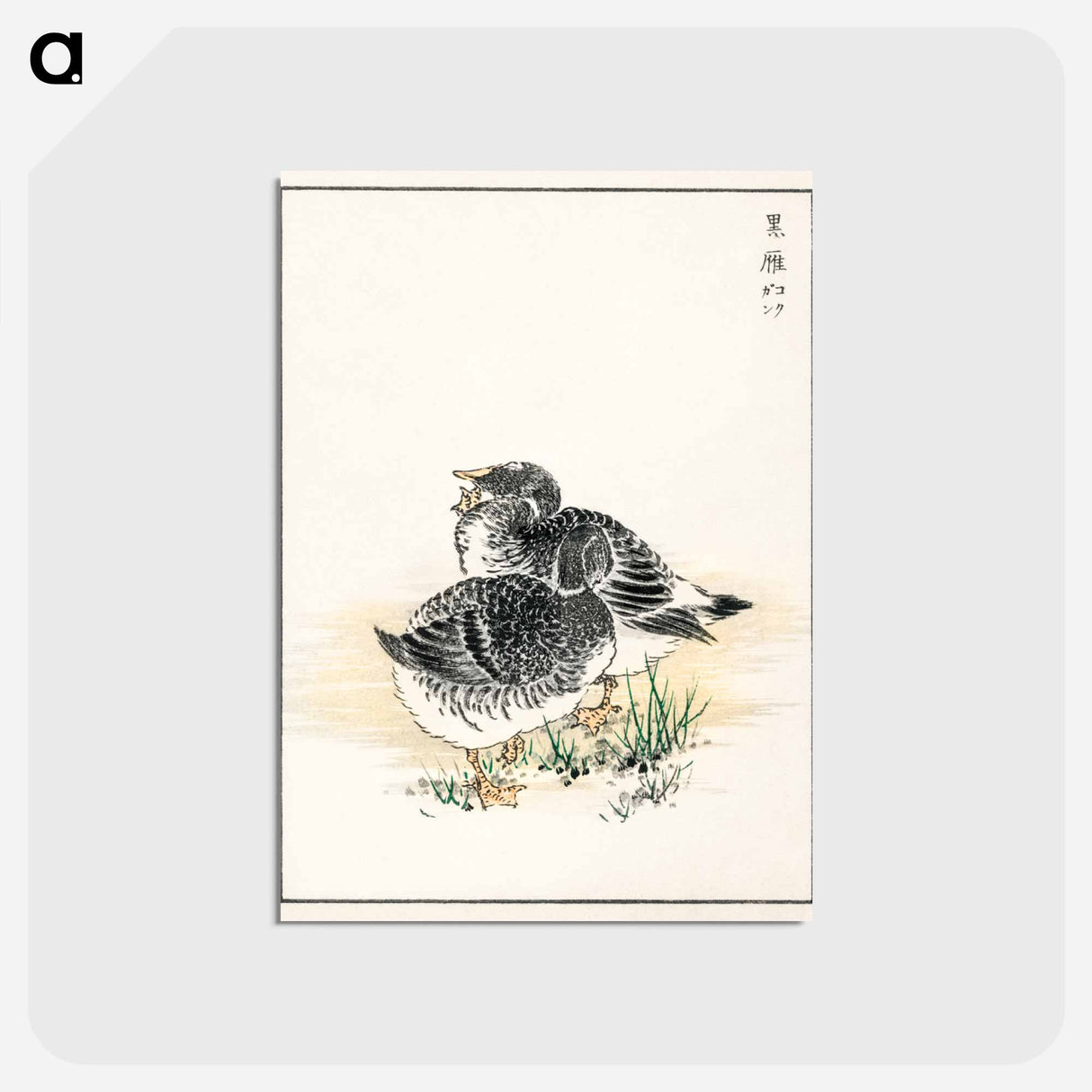 アートポストカード-Black Brant Illustration
 - 鳥類図鑑 Postcard.