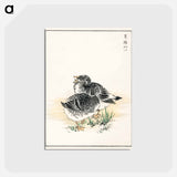 アートポストカード-Black Brant Illustration
 - 鳥類図鑑 Postcard.