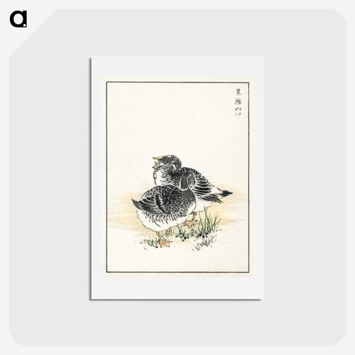 コクガン図 - 鳥類図鑑 Postcard.