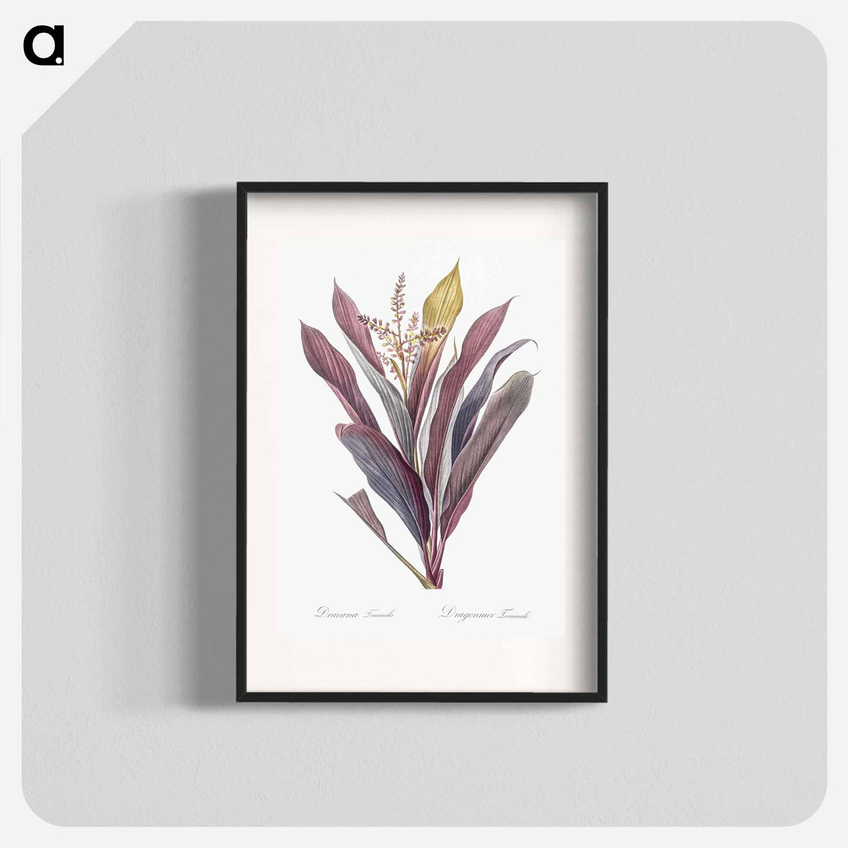 Cordyline fruticosa illustration - ピエール ジョゼフ ルドゥーテ Poster.