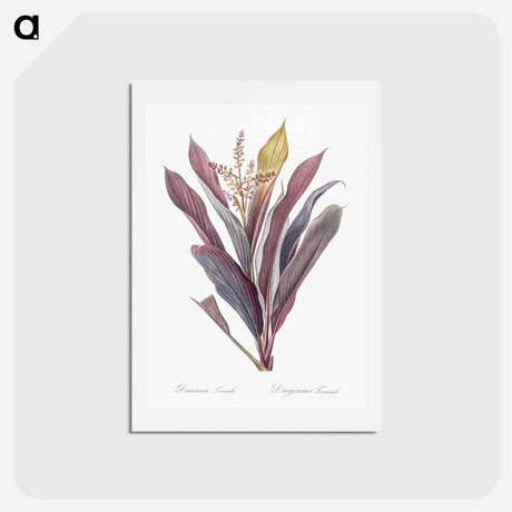 アートポストカード-Cordyline fruticosa illustration - ピエール ジョゼフ ルドゥーテ Postcard.
