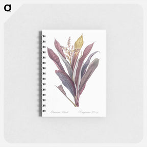 アートメモ帳-Cordyline fruticosa illustration - ピエール ジョゼフ ルドゥーテ Memo.