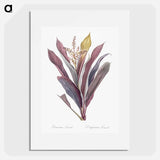 Cordyline fruticosa illustration - ピエール ジョゼフ ルドゥーテ Poster.