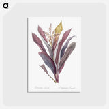 アートポストカード-Cordyline fruticosa illustration - ピエール ジョゼフ ルドゥーテ Postcard.