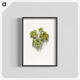 2-4_Plants-with-Colored-Foliage_blk