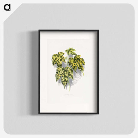 2-4_Plants-with-Colored-Foliage_blk