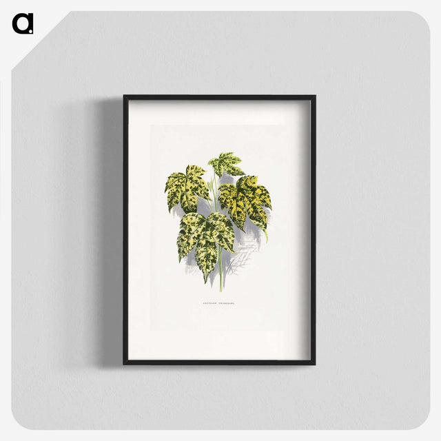 2-4_Plants-with-Colored-Foliage_blk