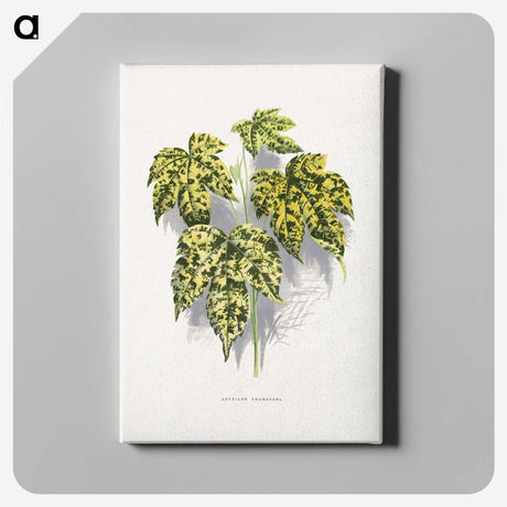 2-4_Plants-with-Colored-Foliage_canvas