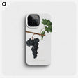 2-4_Pomona-Italiana_phone