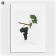 2-4_Pomona-Italiana_picture