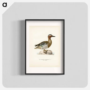 アートポスター-Garganey Male
 - スヴェンスカ フォグラル Poster.