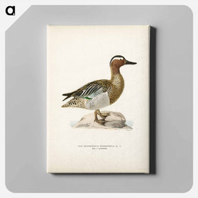 アートパネル-Garganey Male
 - スヴェンスカ フォグラル Canvas.