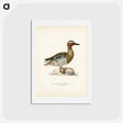 アートポストカード-Garganey Male
 - スヴェンスカ フォグラル Postcard.