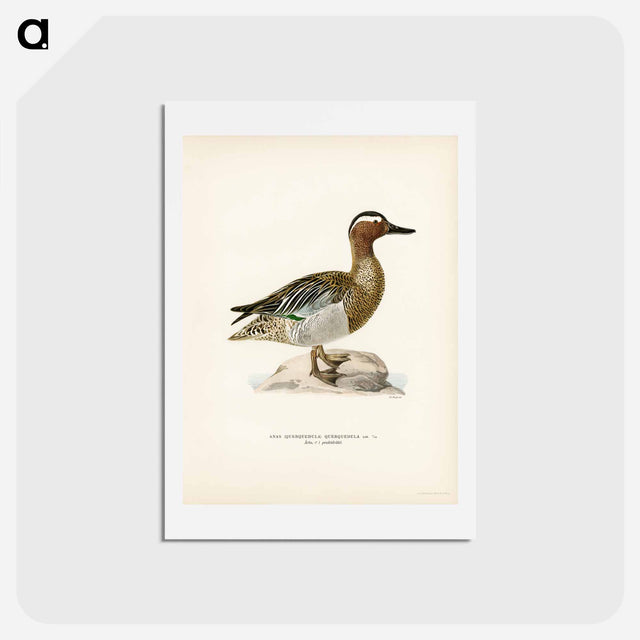 アートポストカード-Garganey Male
 - スヴェンスカ フォグラル Postcard.