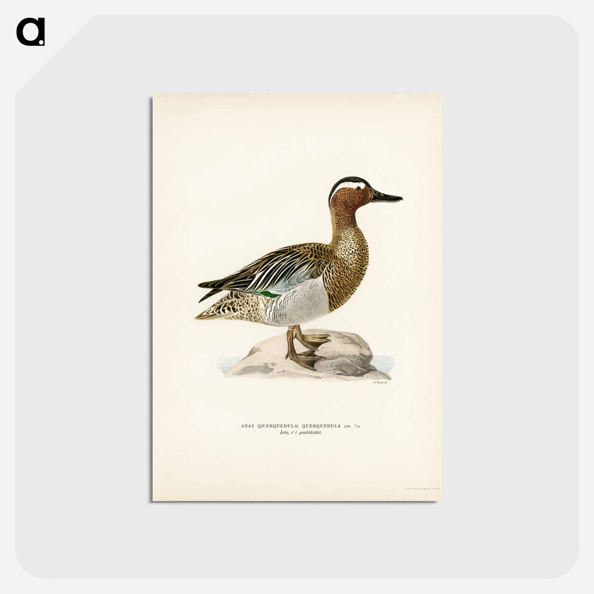 アートポストカード-Garganey Male
 - スヴェンスカ フォグラル Postcard.