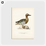 アートポストカード-Garganey Male
 - スヴェンスカ フォグラル Postcard.