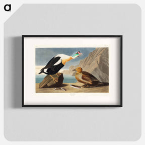 アートポスター-King Duck from Birds of America
 - アメリカの鳥たち Poster.