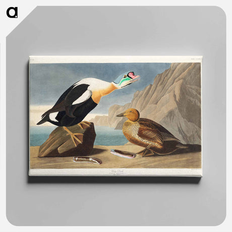 アートパネル-King Duck from Birds of America
 - アメリカの鳥たち Canvas.