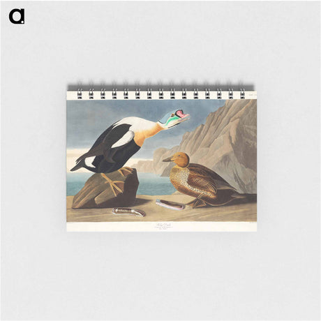 アートメモ帳-King Duck from Birds of America
 - アメリカの鳥たち Memo.