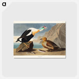 アートポストカード-King Duck from Birds of America
 - アメリカの鳥たち Postcard.