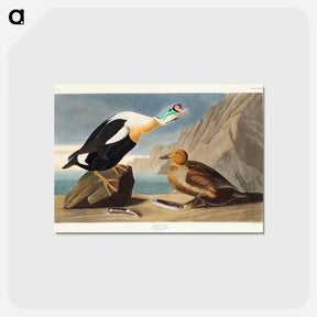 アートポストカード-King Duck from Birds of America
 - アメリカの鳥たち Postcard.
