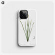 2-4_The-Lilies_phone