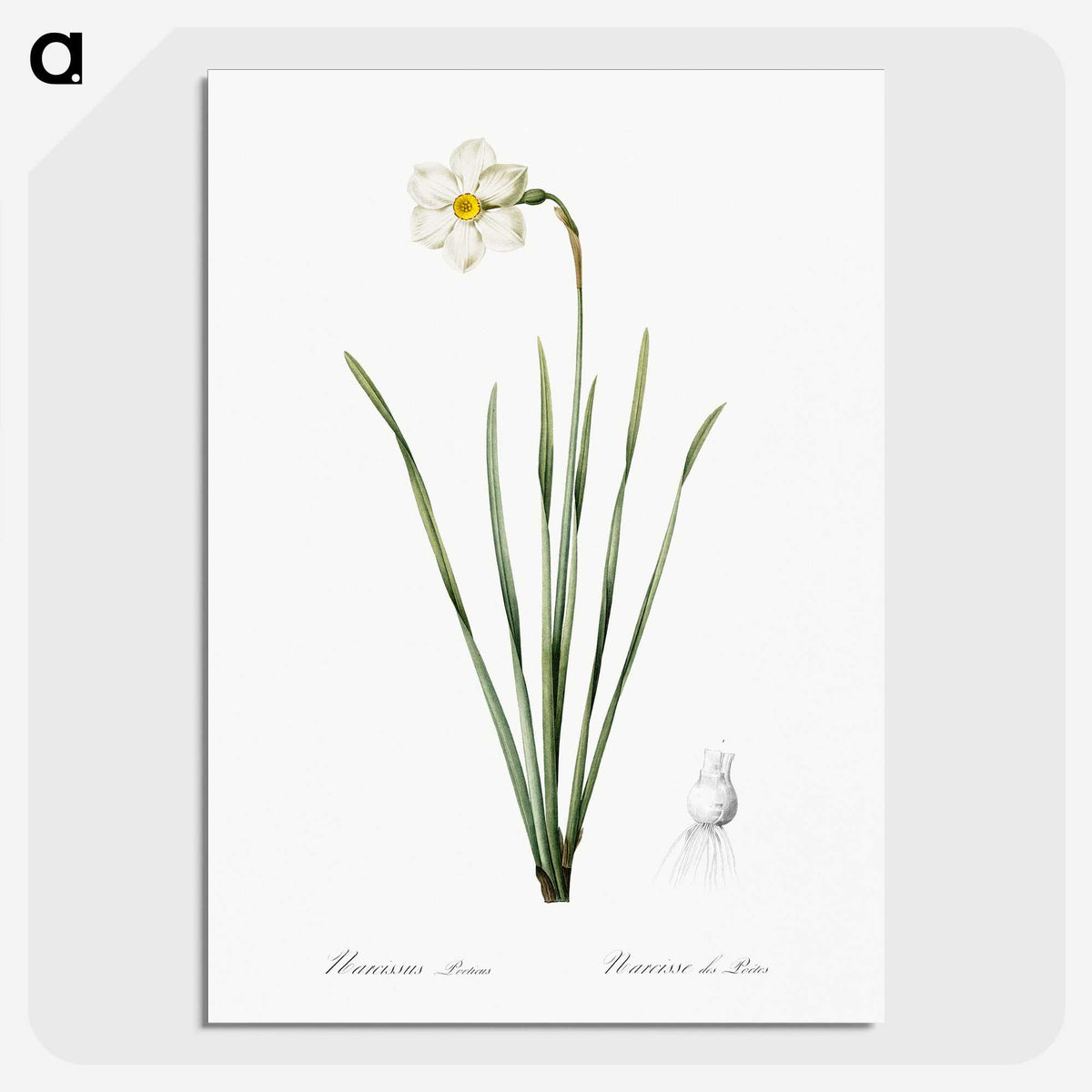 2-4_The-Lilies_picture-crop