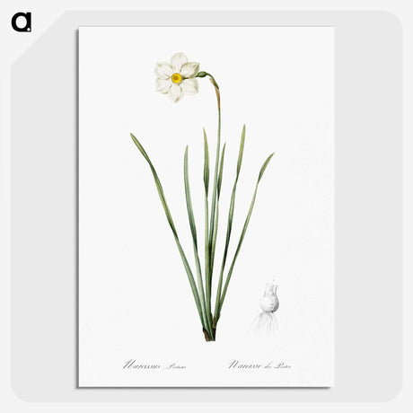 2-4_The-Lilies_picture-crop