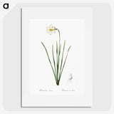 2-4_The-Lilies_picture