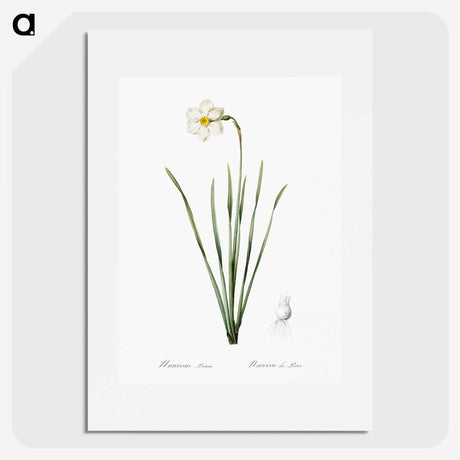 2-4_The-Lilies_picture