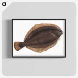 2-4_The-Natural-History-of-British-Fishes_blk-crop