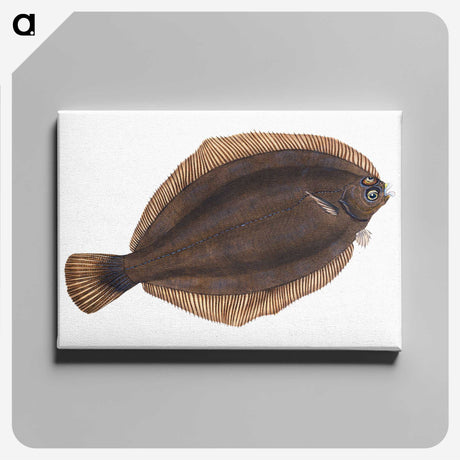 2-4_The-Natural-History-of-British-Fishes_canvas