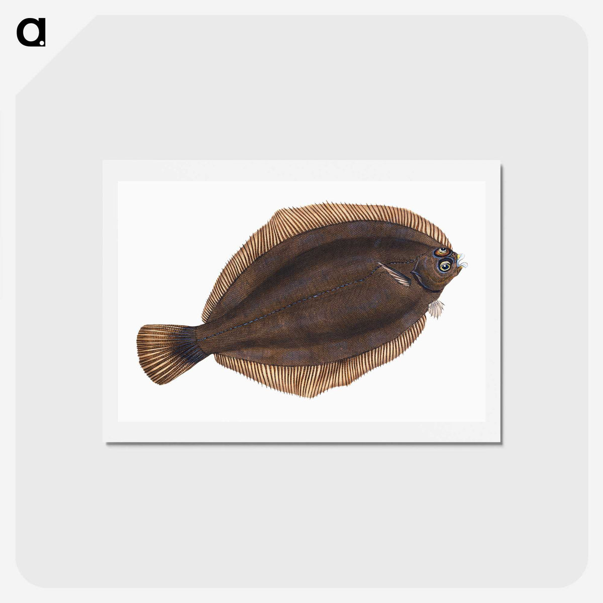 2-4_The-Natural-History-of-British-Fishes_hagaki