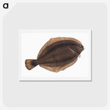 2-4_The-Natural-History-of-British-Fishes_hagaki